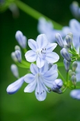 african Moon , Agapanthus